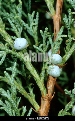 Chinese juniper (Juniperus chinensis 'Hetzii', Juniperus chinensis Hetzii), cultivar Hetzii, branch with seeds Stock Photo