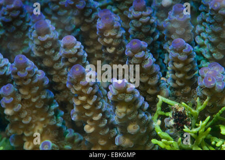 A large colony of stony coral (Acropora florida) in shallow water at ...