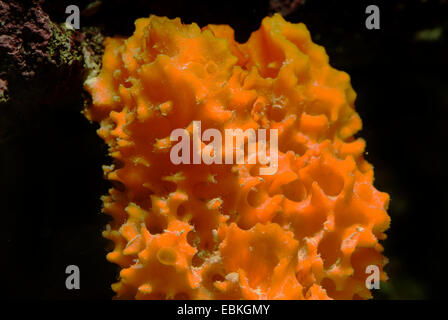 Orange Lace Sponge (Acanthella spec.), close-up view Stock Photo