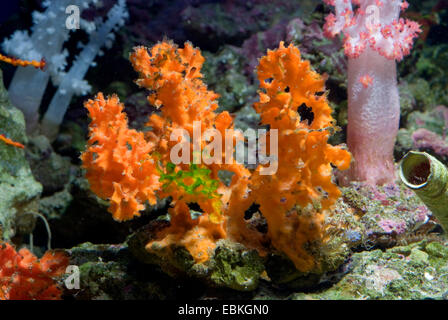 Orange Lace Sponge (Acanthella spec.), close-up view Stock Photo