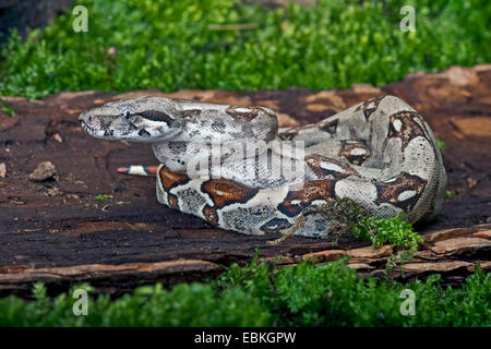 Red-tailed Boa (Boa constrictor constrictor), rolled-up Stock Photo