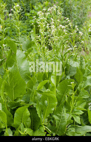 Horseradish, Horse-radish (Armoracia rusticana, Cochlearia armoracia), blooming plant, Germany Stock Photo