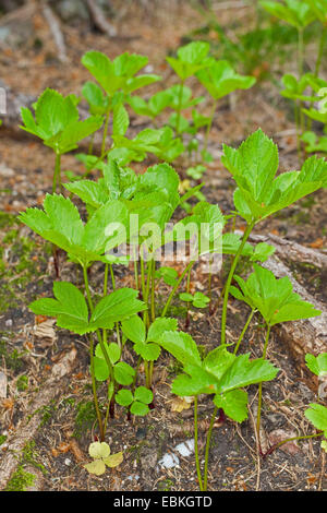 Masterwort, Master-wort (Peucedanum ostruthium, Imperatoria ostruthium), leaves, Germany Stock Photo