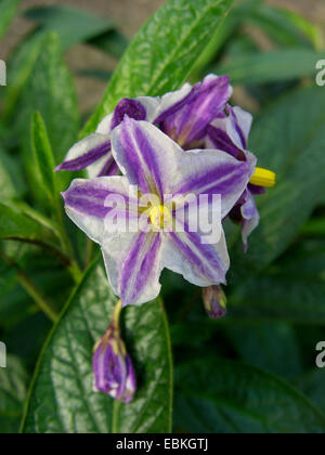 Pepino, Melon pear (Solanum muricatum), flower Stock Photo