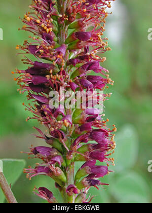 false indigo-bush, desert false indigo (Amorpha fruticosa), inflorescence Stock Photo