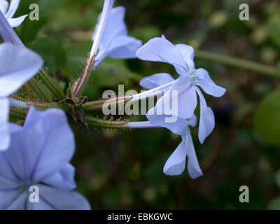 Cape Leadwort, Skyflower, Cape Plumbago (Plumbago auriculata, Plumbago capensis), flowers Stock Photo