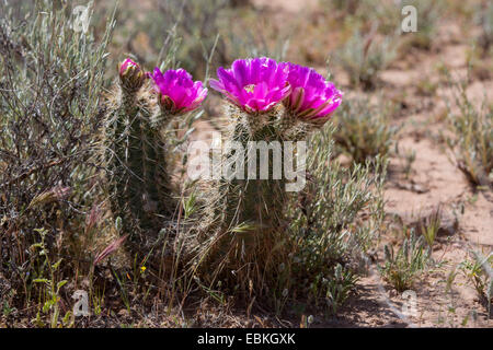 Strawberry Hedgehog (Echinocereus engelmannii), blooming, USA, Arizona, Sonora-Wueste, Phoenix Stock Photo