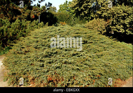 blue rug juniper, creeping juniper (Juniperus horizontalis Glauca Group ...