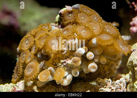 Sea Mat (Zoanthus spec.), top view Stock Photo