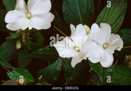 impatiens, Busy Lizzy (Impatiens walleriana), white blooming cultivar Stock Photo