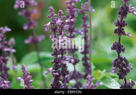 mealy-cup sage (Salvia farinacea 'Victoria', Salvia farinacea Victoria), cultivar Victoria Stock Photo