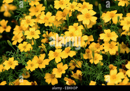 Lemon marigold, Signet marigold (Tagetes tenuifolia Lulu, Tagetes signata Lulu), cultivar Lulu, blooming Stock Photo