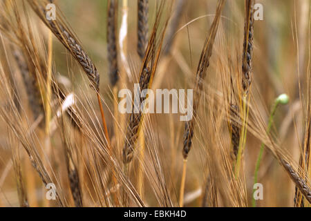 barley (Hordeum distichon var. persicum, Hordeum vulgare ssp. distichon var. persicum), spikes Stock Photo
