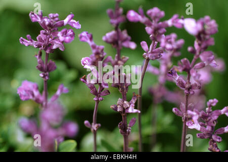 mealy-cup sage (Salvia farinacea 'Victoria', Salvia farinacea Victoria), blooming, cultivar Victoria Stock Photo