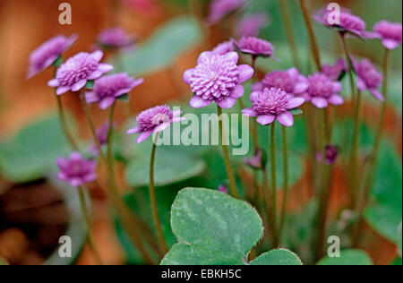Nue houjuu hi-res stock photography and images - Alamy