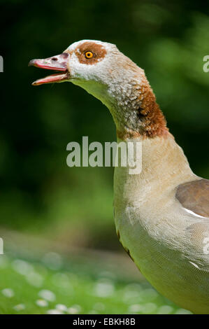 Egyptian goose (Alopochen aegyptiacus), portrait with open bill, Germany Stock Photo