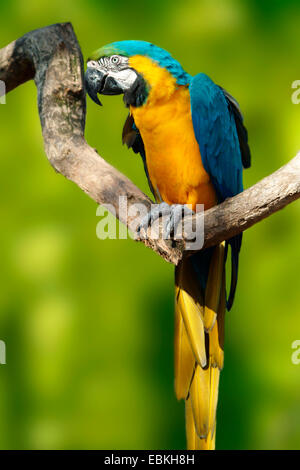 Blue and yellow macaw, Blue and gold Macaw, Blue-and-gold Macaw, Blue-and-yellow Macaw (Ara ararauna), sitting on a twig Stock Photo