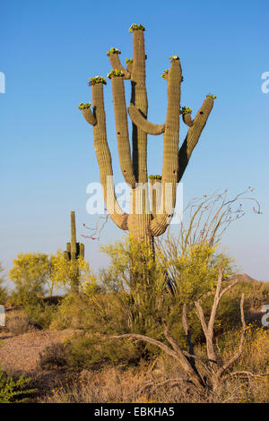 saguaro cactus (Carnegiea gigantea, Cereus giganteus), blooming in Sonora desert, USA, Arizona, Phoenix Stock Photo