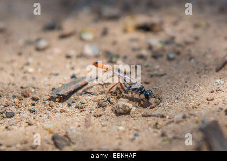 digger wasps, hunting wasps (Sphecidae, Sphegidae), closing a prey hiding-place with a stone, USA, Arizona, Phoenix Stock Photo