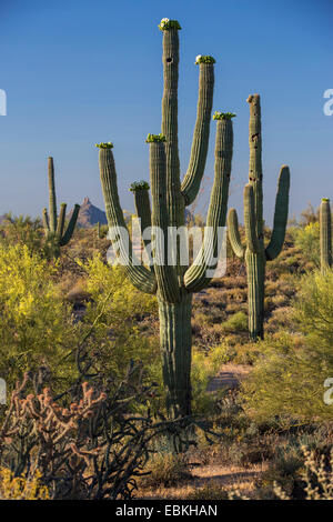 saguaro cactus (Carnegiea gigantea, Cereus giganteus), blooming in Sonora desert, USA, Arizona, Phoenix Stock Photo