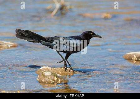 great-tailed grackle (Quiscalus mexicanus), male in shallow water of a river, USA, Arizona, Salt River, Phoenix Stock Photo