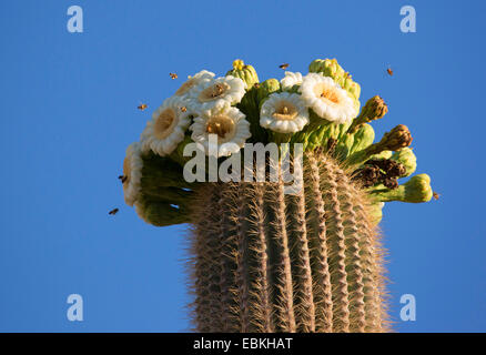 saguaro cactus (Carnegiea gigantea, Cereus giganteus), blooming, USA, Arizona, Phoenix