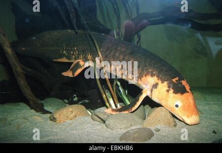 Australian lungfish (Neoceratodus forsteri) Stock Photo