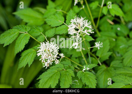 white baneberry (Actaea pachypoda), blooming Stock Photo