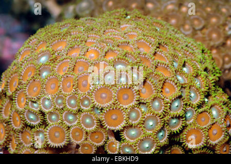 Sea Mat (Zoanthus spec.), top view Stock Photo