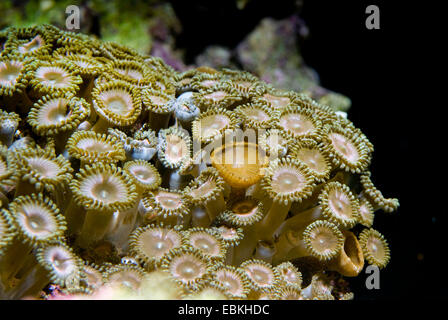 Sea Mat (Zoanthus spec.), top view Stock Photo