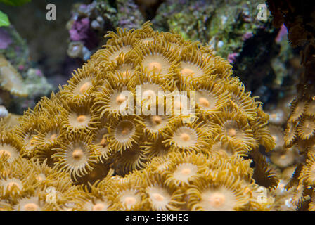 Sea Mat (Zoanthus spec.), top view Stock Photo