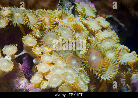 Sea Mat (Zoanthus spec.), top view Stock Photo