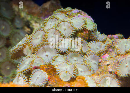 Sea Mat (Zoanthus spec.), top view Stock Photo