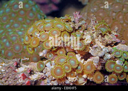 Sea Mat (Zoanthus spec.), top view Stock Photo