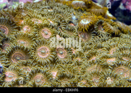 Sea Mat (Zoanthus spec.), top view Stock Photo
