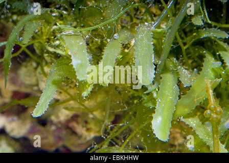 Macro-algae, Razor, Saw-tooth (Caulerpa serrulata), close-up view Stock Photo