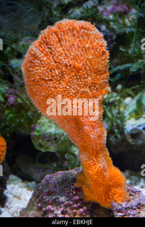 sponge (Clathria rugosa), close-up view Stock Photo