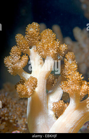 A vertical closeup view of the underwater corals reefs Stock Photo - Alamy