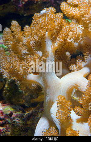 A vertical closeup view of the underwater corals reefs Stock Photo - Alamy