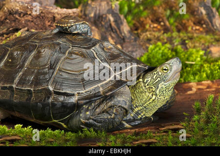 Reeves' turtle, Chinese three-keeled pond turtle (Chinemys reevesii), young turtle sitting on adult one Stock Photo