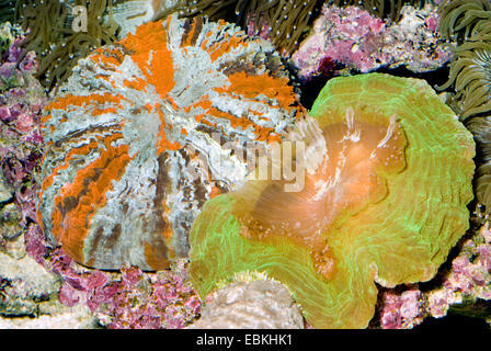 Green Cat's Eye Coral (Cynarina lacrymalis), two next to each other Stock Photo