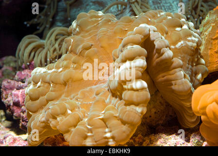 Green Cat's Eye Coral (Cynarina lacrymalis), side view Stock Photo