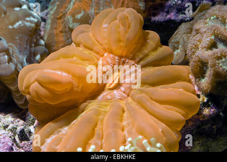 Green Cat's Eye Coral (Cynarina lacrymalis), high angle view Stock Photo