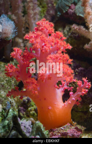 Red Caulilfower (Dendronephthya klunzingeri), side view Stock Photo