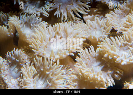 Stony corals (Duncanopsammia axifuga), close-up view Stock Photo