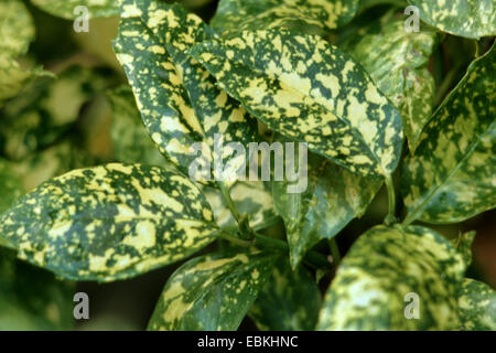 Aucuba, Spottet Laurel (Aucuba japonica 'Crotonifolia', Aucuba japonica Crotonifolia), cultivar Crotonifolia Stock Photo