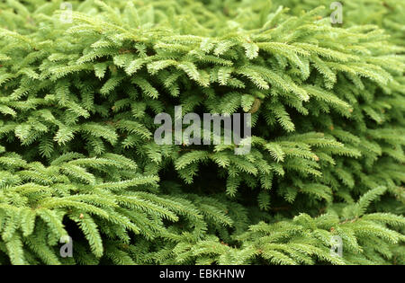 Norway spruce (Picea abies 'Nidiformis', Picea abies Nidiformis), branches Stock Photo
