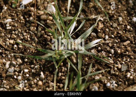 Durum Wheat (Triticum turgidum convar. compositum var. columbianum), young plants Stock Photo