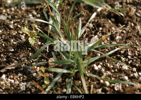 Cultivated Emmer (Triticum turgidum ssp. dicoccon, Triticum dicoccon), young plants Stock Photo