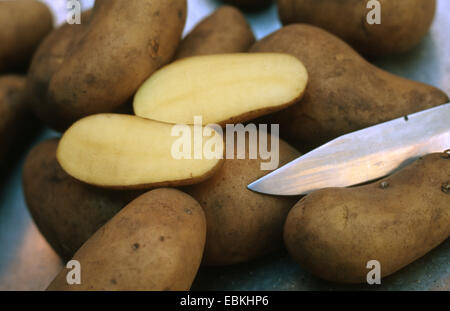 potato (Solanum tuberosum 'Allians', Solanum tuberosum Allians), cultivar Allians, waxy potatoes Stock Photo